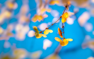 Yellow flowers branch blurry background - a branch free wallpaper