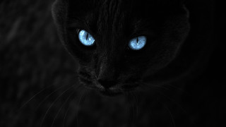 Black cat blue eyes gothic 2 - a black cat free wallpaper