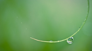 Water drop green plant macro - a green plant stem free wallpaper