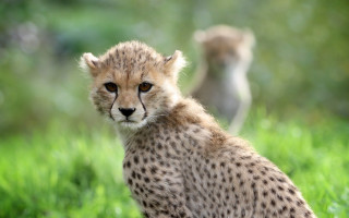 Cheetah grass bokeh nature outdoors - chinwe chukwuogoroy free wallpaper