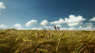 Grass horizon clouds mountain sunset - a few cloud free wallpaper