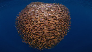 Fish school ocean ecological microscopic - a large group of fish swimming in the ocean together free wallpaper