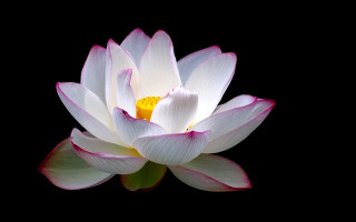 White pink flower yellow center - the petal free wallpaper