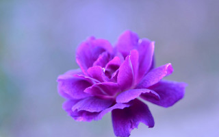Purple flower blurry background macro - this image free wallpaper