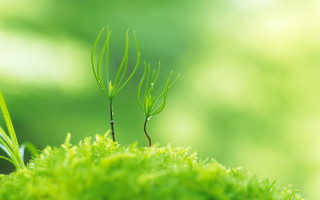 Tiny plant mossy area blurry - a small plant free wallpaper