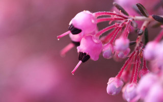 Pink flower macro art blurry - a blurry background of flowers free wallpaper