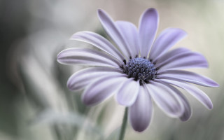 Purple flower macro daisy lily 2 - a purple flower free wallpaper
