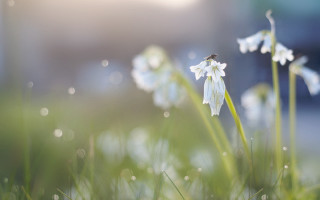 White flowers bug dew grass - dew free wallpaper