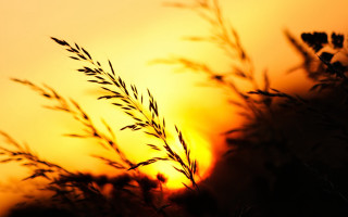 Plant sun grass macro autumn - a close up of a plant free wallpaper