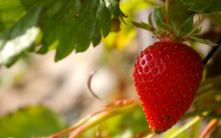 Strawberry closeup leaves bokeh impressionism - delaunay free wallpaper