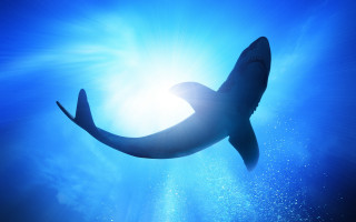 Shark ocean sun clouds constellation - sharp high detail free wallpaper