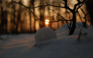 Snowball snow branch sunset nature - the background behind free wallpaper