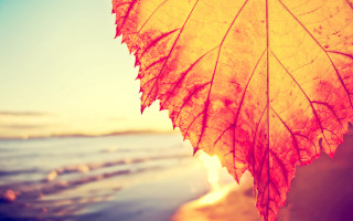 Leaf hanging tree water sunset - sunset free wallpaper