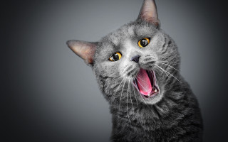 Cat open mouth tongue shock - mouth wide free wallpaper