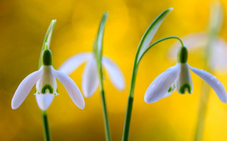 White flowers vase yellow background - white flower free wallpaper