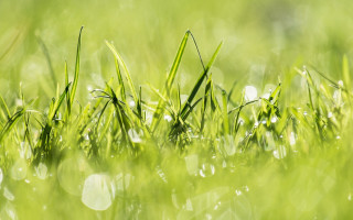 Dew grass whiteflowers macro nature - white flower free wallpaper