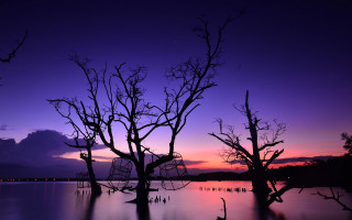 Purple sunset trees water birds - the foreground and a body of water free wallpaper