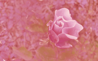 Pink rose field flower hanami - a pink rose free wallpaper