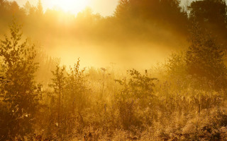 Autumn foggy field trees sunset - tree and grass free wallpaper