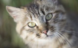 Cat green eyes looking distant 2 - a blurry background of grass and bushes free wallpaper
