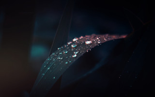 Plant water droplets macro dark - a close up of a plant free wallpaper