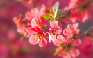 Pink flowers branch sunlight bokeh - a bunch free wallpaper for desktop