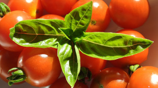 Tomatoes green leaves white background - a white background free wallpaper for desktop