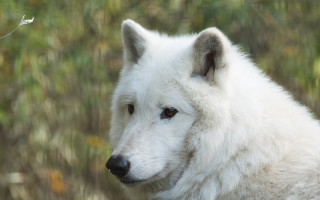 White wolf portrait field grass - sharp focus free wallpaper