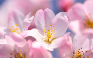 Pink flowers yellow stamens blue - a close up of a bunch free wallpaper for desktop