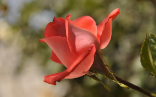 Pink rose budding garden macro - a pink rose free wallpaper