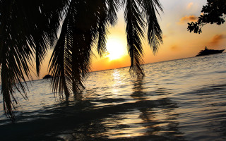 Boat palm tree sunset matte - a boat in the distance free wallpaper