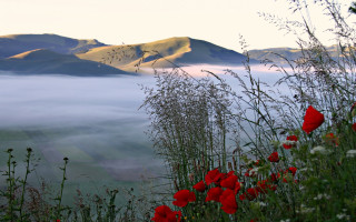 Flower mountain fog ecological landscape - a field of flowers free wallpaper