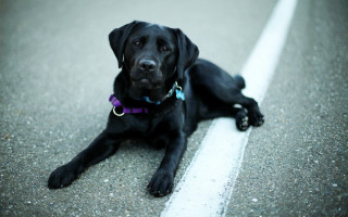 Black dog purple collar road - its neck free wallpaper