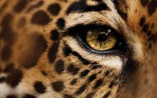 Leopard eye yellow iris spots - sumatraism free wallpaper