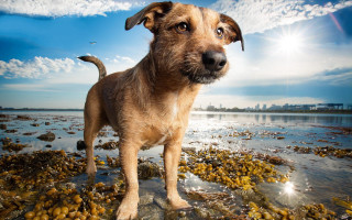 Dog beach ocean sky clouds - blue sky in the background free wallpaper
