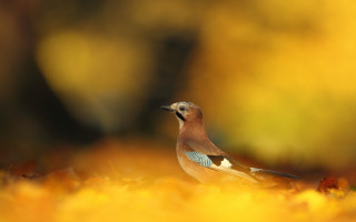 Bird ground grass leaves autumn - winning free wallpaper for desktop