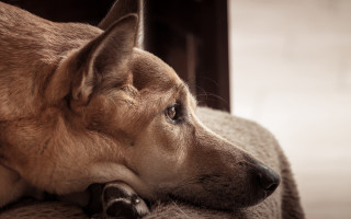 Dog couch resting head looking - his head free wallpaper