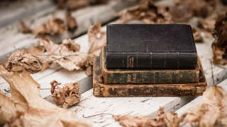 Book leaves dog wooden table - a pile of leaves free wallpaper