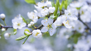 Spring flower branch bokeh white - a branch of a tree free wallpaper