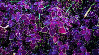 Purple flowers grass background ribbon - the grass together free wallpaper