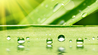 Water droplets green leaf bokeh 2 - a green leaf free wallpaper