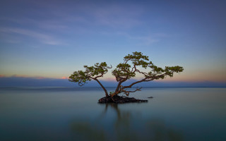 Lone tree water sunset ocean - a lone tree free wallpaper