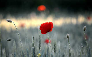 Red poppy tall grass ocean - tall grass free wallpaper