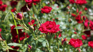 Red flowers green leaves bokeh 2 - green leaf and stems free wallpaper
