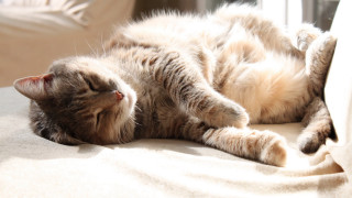 Cat laying on couch sunlight - sunlight free wallpaper