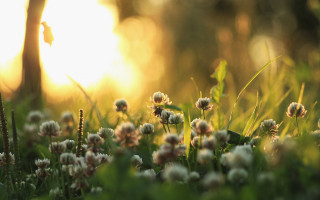 Flower field sun blurry background - a field of flowers free wallpaper