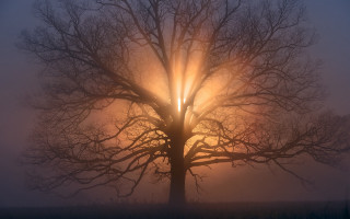 Foggy bare tree sunset volumetric - the fog free wallpaper