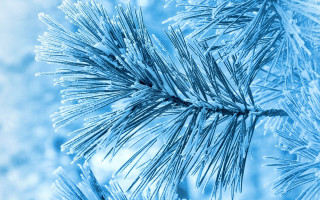 Pine ice snow flakes winter - the branch free wallpaper
