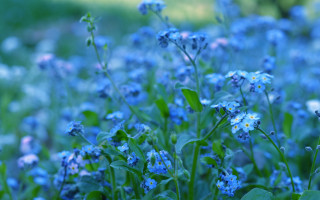 Blue flower field bokeh macro 2 - blue free wallpaper