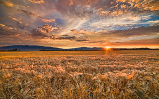 Wheat field sunset mountains dusk - heavy free wallpaper